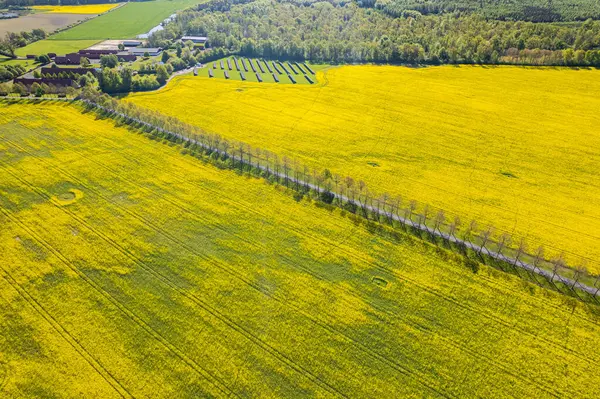 stock image Aerial view of big rape field. A lot of yellow rape flowers on a sunny day. 