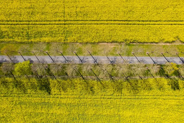 stock image Aerial view of big rape field. A lot of yellow rape flowers on a sunny day. 