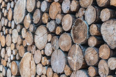 Kesilmiş odunların güzel dokuları