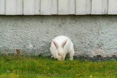 Yeşil çimlerde otlayan yerli bir beyaz tavşan.