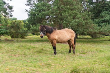 Vahşi doğada gözü bağlı bir at otluyor.