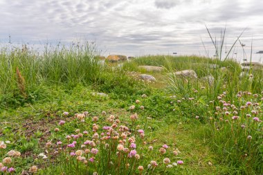 Deniz kenarında güzel, kayalık, vahşi bir sahil. Büyük taşlar ve yeşil çimenler. İsveç 'te tipik manzara manzarası.