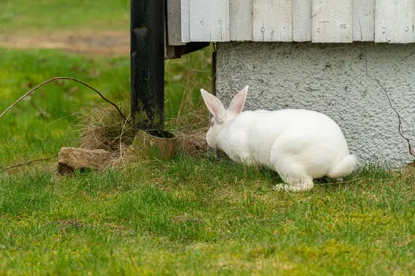 stock image A domestic white rabbit grazing on green grass