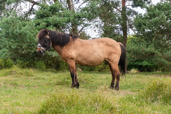 stock image A blindfolded horse grazing in the wild