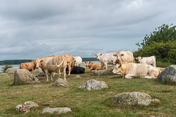 Stock image A herd of cows grazing on a wild rocky seashore