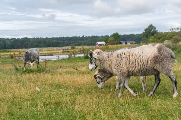 stock image Beautiful sheep with twisted horns grazing in the wild near the sea