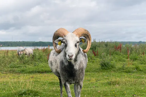 stock image Beautiful sheep with twisted horns grazing in the wild near the sea