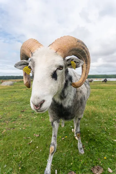 stock image Beautiful sheep with twisted horns grazing in the wild near the sea