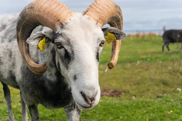 stock image Beautiful sheep with twisted horns grazing in the wild near the sea