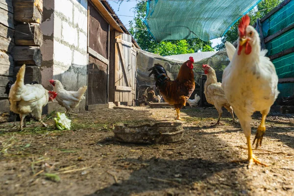 닭장에 — 스톡 사진