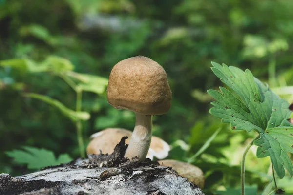 Strong Mushroom Grown Trunk Fallen Tree —  Fotos de Stock
