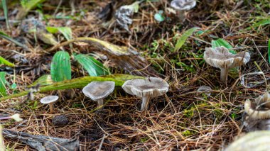 Lamellar mantarları gri renktedir. Çam iğnesinin arka planında mantarlar
