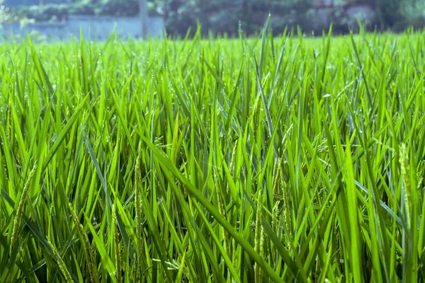 Dojrzałe Uszy Ryżu Pola Ryżowe Zielone Łodygi Ryżu — Zdjęcie stockowe