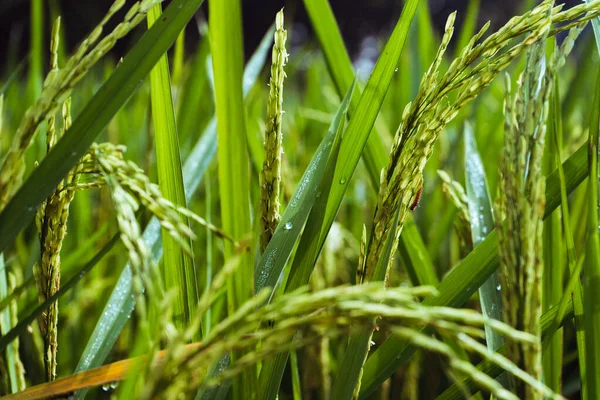成熟的稻穗 稻田绿米茎 — 图库照片