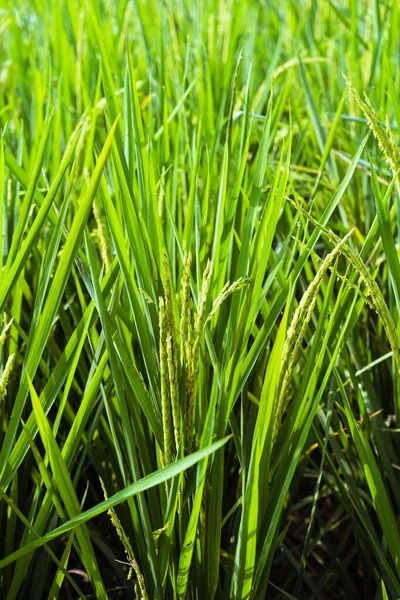 Ripe ears of rice. Rice field green rice stalks