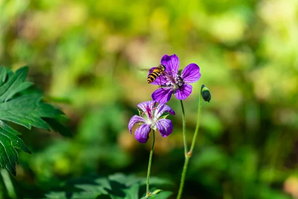 Iberian Geranium Bee Pollinates Wild Purple Flower — Stock Photo, Image