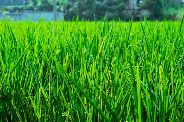 Зрізати Вуха Рису Рисове Поле Зелені Рисові Стебла — стокове фото