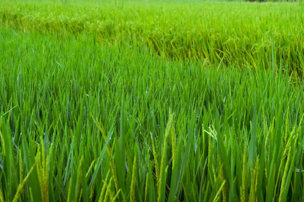 Dojrzałe Uszy Ryżu Pole Ryżowe Zielone Łodygi Ryżu Kroplami Rosy — Zdjęcie stockowe