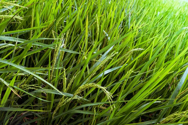 Reisreife Ähren Reisfeld Grüne Reisstiele Mit Tautropfen — Stockfoto