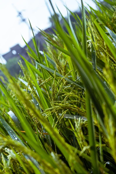 Reisreife Ähren Reisfeld Grüne Reisstiele Mit Tautropfen — Stockfoto
