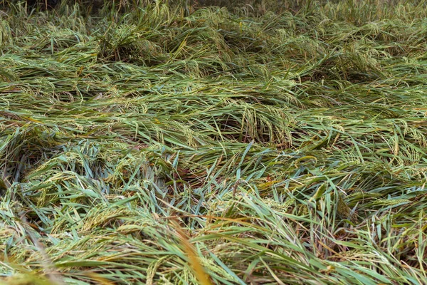 稻子掉在田里了大米受损 由于强风和雨而倒下的水稻 — 图库照片