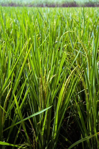 Reisfeld Grüne Reisstiele Reisreife Ähren — Stockfoto