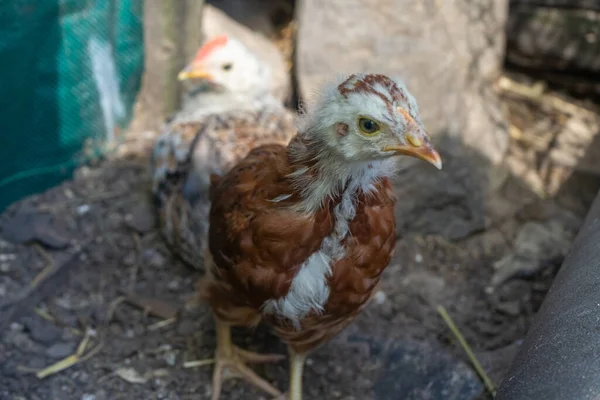 Κοτόπουλα Στο Κοτέτσι Σπίτι Αγρόκτημα Στο Χωριό — Φωτογραφία Αρχείου