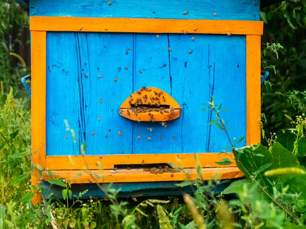 Pszczoła Ula Ramka Niebieski Żółty Kolor Zielonym Ogrodzie — Zdjęcie stockowe