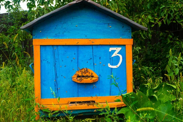 蜂の巣フレーム緑の庭の青黄色 — ストック写真