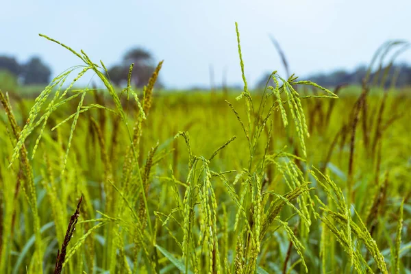 成熟的稻穗 — 图库照片