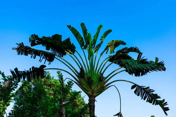 Een Jonge Palmboom Tegen Hemel — Stockfoto