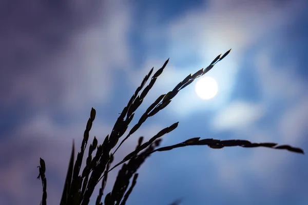 Stock image ripe ears of rice against a dark sky.