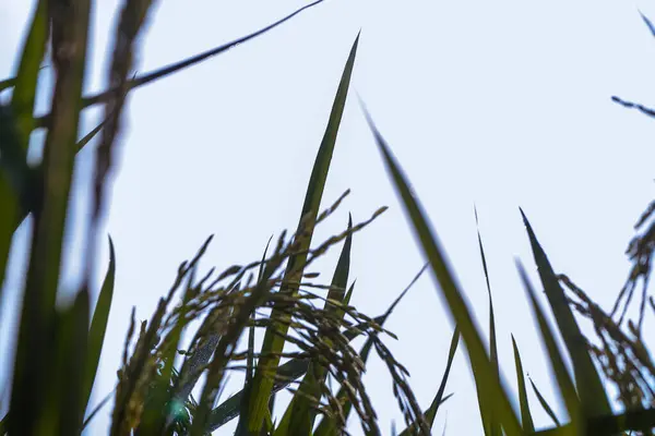 Sylwetka Dojrzałych Uszu Ryżu Tle Jasnego Nieba — Zdjęcie stockowe
