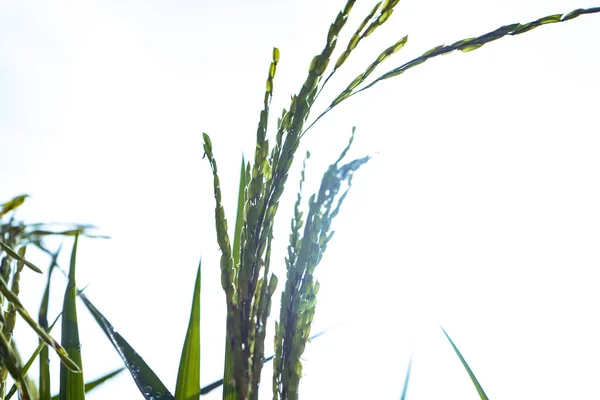 成熟稻穗的轮廓映衬着明亮的天空 — 图库照片