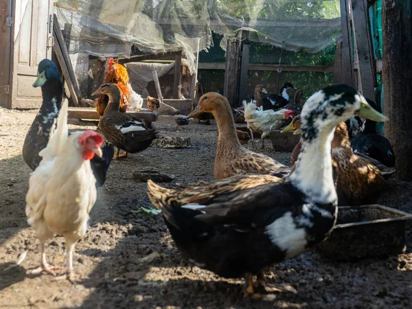 농장에 오리와 닭입니다 자유롭게 농장을 돌아다니는 — 스톡 사진