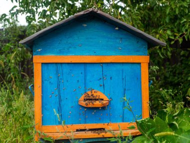 Yeşil bahçede mavi arı kovanı.