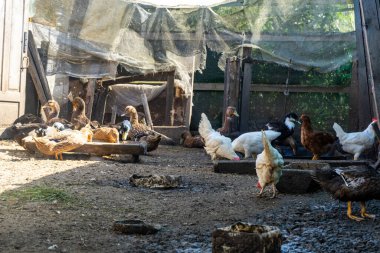 Kümes hayvanları bahçesinde evcil ördekler ve tavuklar. Çiftlikte tavuklar ve ördekler