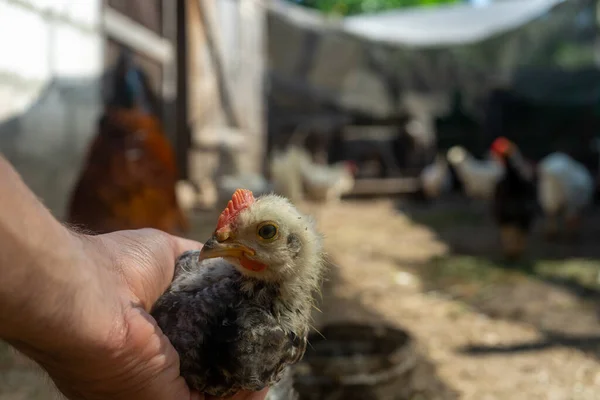Kleines Huhn Der Handfläche — Stockfoto