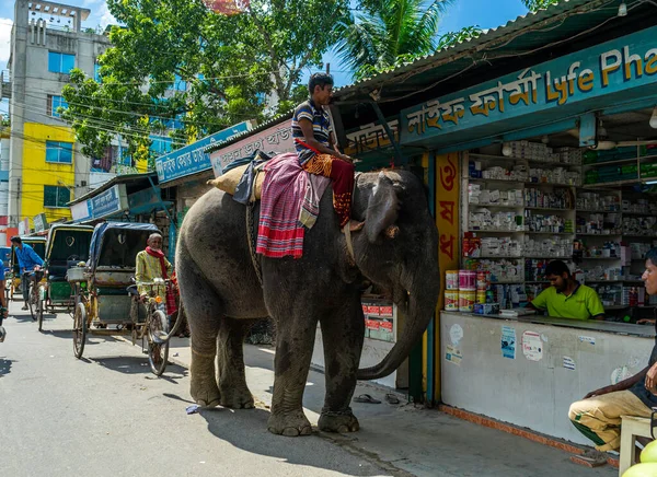 Ishwardi, Bangladeş - 10.2022: Bangladeş caddesinde eczane yakınlarında fil süren adam