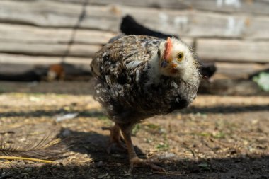 Tavuk Coop 'taki lense bakar. Köydeki ev çiftliği