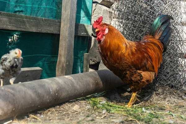 Κόκορας Κοτόπουλο Στο Κοτέτσι Σπίτι Αγρόκτημα Στο Χωριό — Φωτογραφία Αρχείου