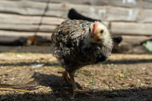 Κοτόπουλο Κοιτάζει Μέσα Στο Φακό Στο Κοτέτσι Σπίτι Αγρόκτημα Στο — Φωτογραφία Αρχείου