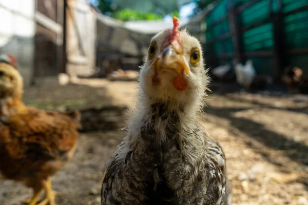 Dode Vogel Met Kale Ingewanden Larven Van Maden Het Lichaam — Stockfoto