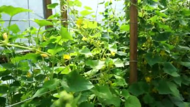 Cucumber plant growing in greenhouse. Green cucumber tops with flowers and ovaries