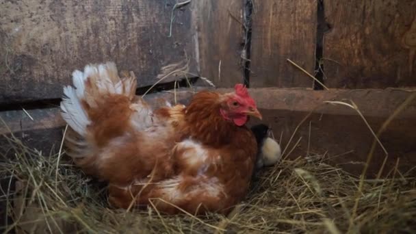 Mother Hen Sitting Her Chickens Hay — 图库视频影像