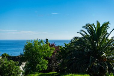 Atlantik Okyanusu 'nun İspanyol kıyıları. Palmiye ağaçları, ağaçlar ve deniz ufku.