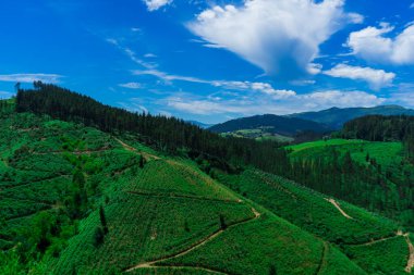 Mountains covered with forest and green grass. Mountain landscape Basque Country, Spain.