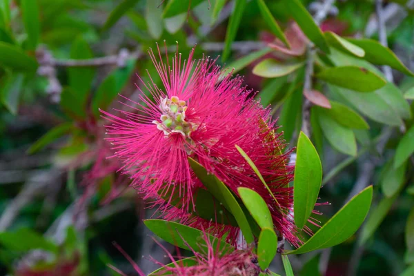 stock image Callistemon speciosus inflorescence during flowering.