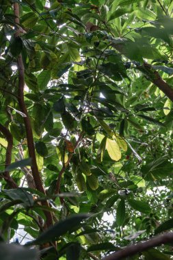 Tropik bitkiler. Tropikal bitkilerin seçici odak noktası