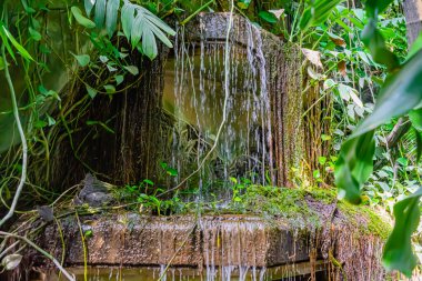 Botanik serasında tropik ağaçlar ve bitkiler. Seradaki palmiye bahçesi.
